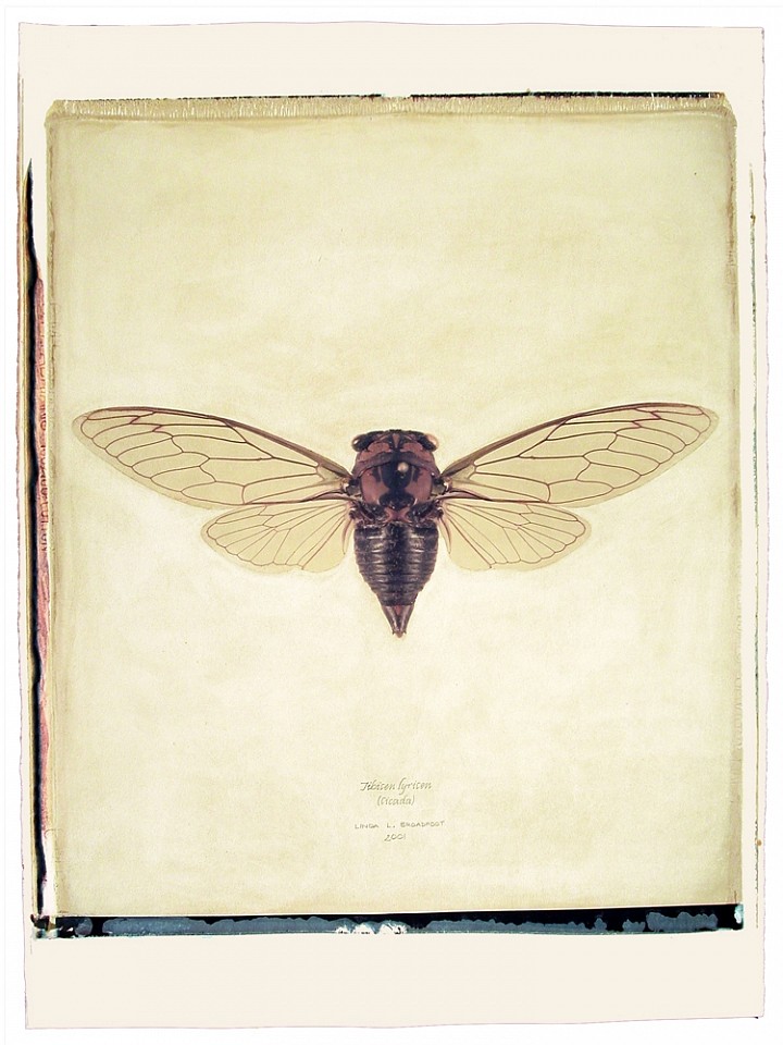 Linda Broadfoot
Tibien lyricen (Cicada) US Mass. no. 3 of 3, 2003
BDF250
hand manipulated polaroid transfer on Fabriano paper, 30 x 22 inches paper / 24 x 20 inches image