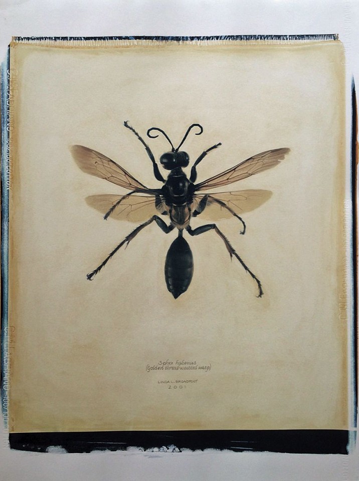 Linda Broadfoot
Sphex habenus (Golden Thread-Waisted Wasp) 3/4, 2001
BDF278
hand manipulated polaroid transfer on Fabriano paper, 30 x 22 inches