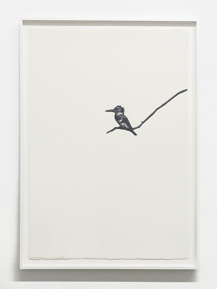 Shelley Reed
Kingfisher 4, 2023
REE247
oil on paper, 41 1/2 x 29 1/2 inches / 45 x 34 inches framed