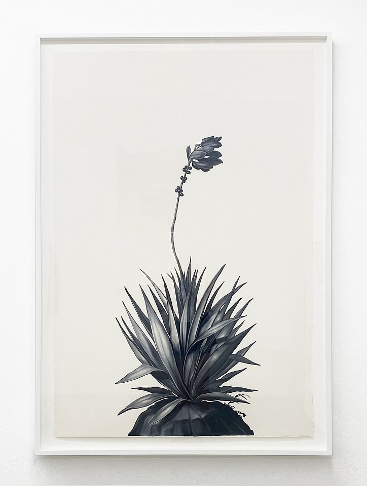 Shelley Reed
Aloe, 2023
REE252
oil on paper, 60 x 40 inches / 65 1/2 x 45 inches framed