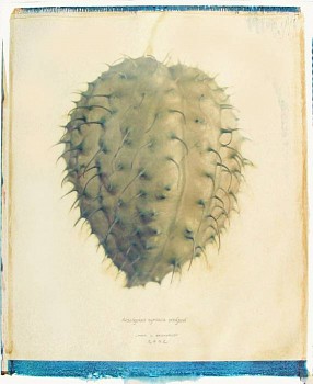Linda Broadfoot -&nbsp;Aesclepias Syriaca Seedpod, 2002 polaroid transfer on fabriano paper 34 x 28 inches paper / 25 x 20 inches image BDF087
