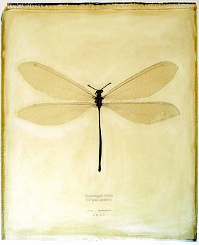 Linda Broadfoot -&nbsp;Hagenomyia Tristis (striped antlion), 2002 polaroid transfer on fabriano paper 30 x 22 inches paper / 20 x 24 inches image BDF107