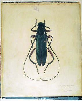 Linda Broadfoot -&nbsp;Plinthocoelium Suaveoleus Plicatum, 2001 polaroid transfer on fabriano paper 30 x 22 inch paper /  20 x 24 inch image BDF103