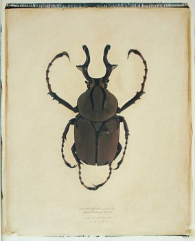 Linda Broadfoot -&nbsp;Dicranocephalus Wallichi (antler horned beetle), 2002 polaroid transfer on fabriano paper 30 x 22 inch paper / 20 x 24 inch image BDF111