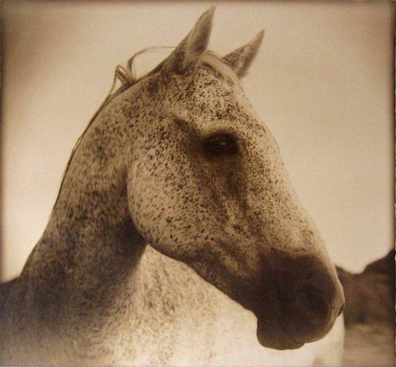 Thomas Hager (LA)
Horse at Dawn,2/12, 2012
HAG475
kallitype, 29 1/2 x 30  inchesfull bleed