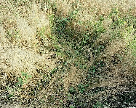 Katherine Wolkoff
Deer Bed, 2011
WOLK001
c-print, 40 x 50 inches framed
