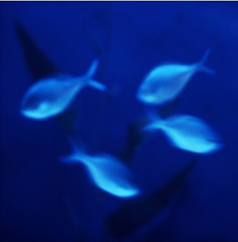 Work: John Huggins Aquarium #2, Sydney, Australia, ed. of 23, 2014 pigment print 36 x 36 inch paper / 32 x 32 inch image, ed. of 23 | 53 x 53 inch paper, ed. of 7 HUGG268