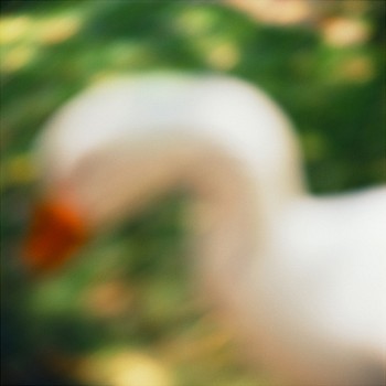 John Huggins -&nbsp;Goose, Centre Island, Toronto, Canada, ed. of 23, 2014 pigment print 36 x 36 inch paper / 32 x 32 inch image, ed. of 23 | 53 x 53 inch paper, ed. of 7 HUGG273