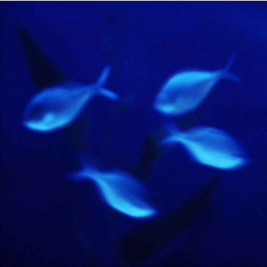 John Huggins (LA)
Aquarium #2, Sydney, Australia, ed. of 23, 2004
HUGG268
pigment print, 36 x 36 inch paper / 32 x 32 inch image, ed. of 23 | 53 x 53 inch paper, ed. of 7
