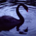 John Huggins (LA), Black Swan, Centennial Park, Sydney, Australia, ed. of 23
2003, pigment print