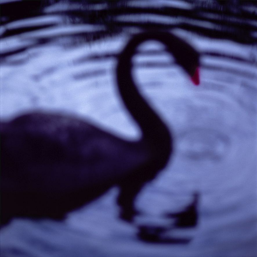 John Huggins (LA)
Black Swan, Centennial Park, Sydney, Australia, ed. of 23, 2003
HUGG272
pigment print, 36 x 36 inch paper / 32 x 32 inch image, ed. of 23 | 53 x 53 inch paper, ed. of 7
