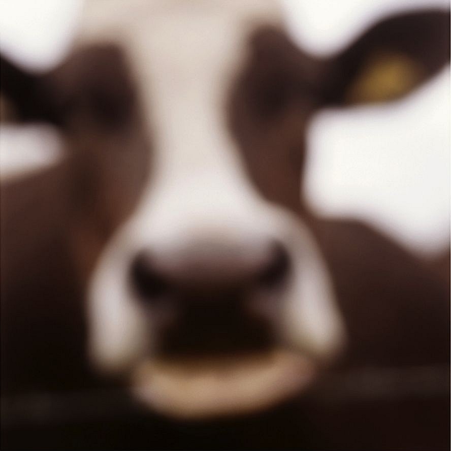 John Huggins (LA)
Cow, Lewknor, Oxfordshire, England, ed. of 23, 2002
HUGG277
pigment print, 36 x 36 inch paper / 32 x 32 inch image, ed. of 23 | 53 x 53 inch paper, ed. of 7