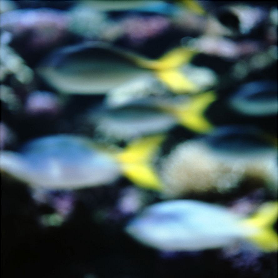 John Huggins (LA)
Aquarium #1, Sydney, Australia, ed. of 23, 2004
HUGG290
pigment print, 36 x 36 inch paper / 32 x 32 inch image, ed. of 23 | 53 x 53 inch paper, ed. of 7