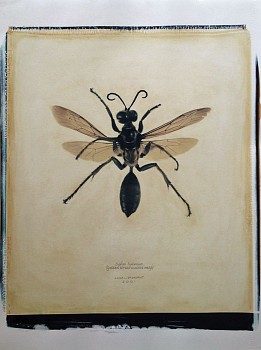 Linda Broadfoot -&nbsp;Sphex habenus (Golden Thread-Waisted Wasp) 3/4, 2001 hand manipulated polaroid transfer on Fabriano paper 30 x 22 inches BDF278