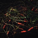 Jason Frank Rothenberg, Carrots, Edition of 8
2014, c-print