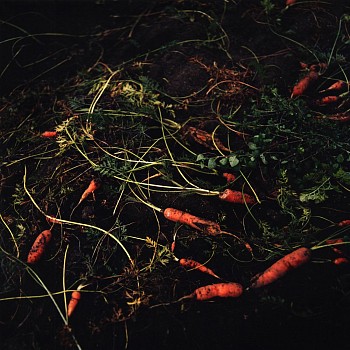 Jason Frank Rothenberg - Carrots, Edition of 8, 2014 c-print 42 x 42 inches JFR010
