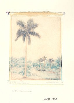 Linda Broadfoot -&nbsp;Roystonia Regia, 1995 hand-manipulated polariod image transfer on fabriano paper 4 x 5 inches BDF062