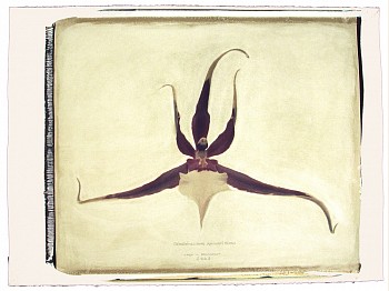 Linda Broadfoot -&nbsp;Odontobrassium Kenneth Bivin, no. 4 of 5, 2003 hand manipulated polaroid transfer on Fabriano paper 22 x 30 inches paper / 21 x 25 inches image BDF193