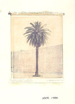 Linda Broadfoot -&nbsp;Pheonix Pactylifera, 1995 hand-manipulated polariod image transfer on fabriano paper 4 x 5 inches BDF055