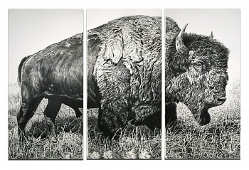 Work: American Bison, 2013 charcoal on vellum 96 x 148 inches/ triptych shaef023