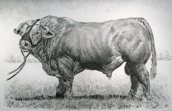 Work: Rick Shaefer Bull, 2014 charcoal on vellum 45 x 65 inches shaef025