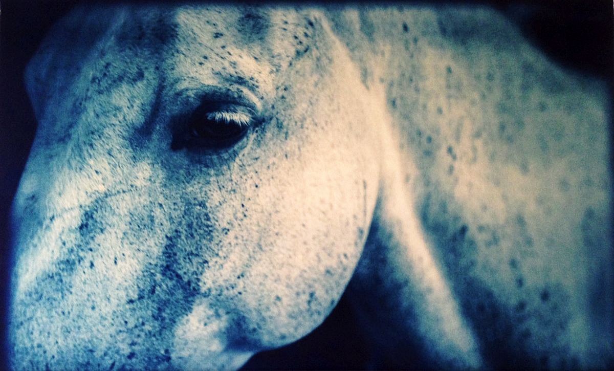 Thomas Hager
Horse Portrait Detail, 1/12, 2014
HAG526
cyanotype, 24 x 37 1/2 inches full bleed