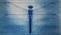 Thomas Hager, Dragon Fly 1, 1/12
2014, cyanotype