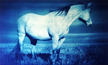 Thomas Hager -&nbsp;Horse Portrait With Mane, 1/12, 2014 cyanotype 24 x 37 1/2 inches full bleed HAG529