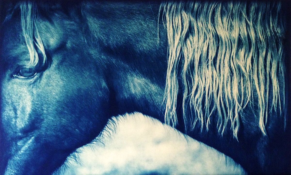 Thomas Hager
Horse Portrait With Mane, 1/12, 2014
HAG528
cyanotype, 24 x 37 1/2 inches full bleed