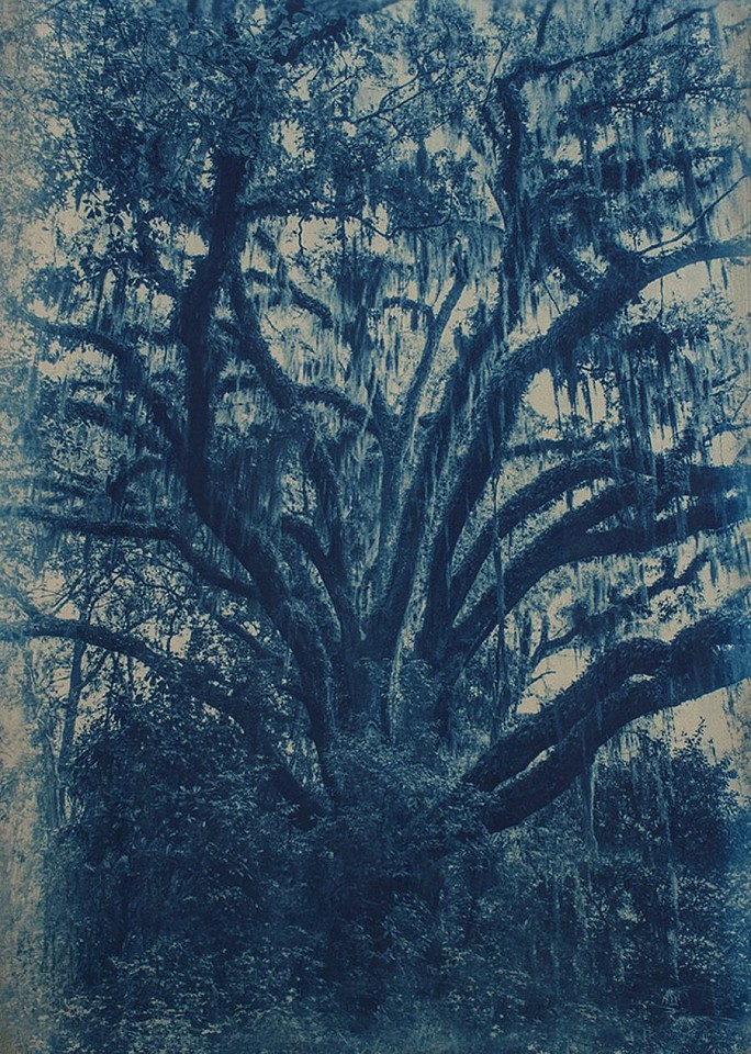 Thomas Hager
Mandarin Live Oak, 1/12, 2015
HAG548
cyanotype, 42 x 30 inches full bleed