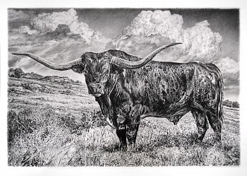 Work: Rick Shaefer Longhorn, 2015 charcoal on vellum 42 x 61 inch image / 48.5 x 68 inches frame Frame +$1000 shaef034