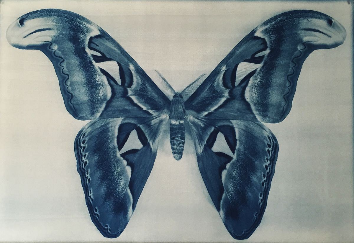 Thomas Hager
Wing Study - Moth - 1, 1/12, 2015
HAG558
cyanotype, 29 1/2 x 41 1/2 inches full bleed