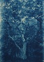 Thomas Hager (LA), Cedar Point Live Oak, 3/12
2015, cyanotype