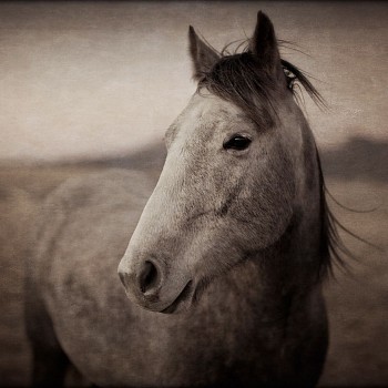 Thomas Hager -&nbsp;Horse Portrait - 2, 1/10, 2016 archival pigment print 42.5 x 42 inches HAG569