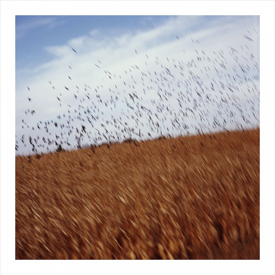 John Huggins (LA)
Cornfield and Birds, Iowa, ed. of 23, 2014
HUGG367
pigment print, 36 x 36 inch paper / 32 x 32 inch image, ed. of 23 | 53 x 53 inch paper, ed. of 7