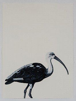 Work: Shelley Reed (LA) Scarlet Ibis (after Werner), 2016 oil on paper 30 x 22.5 inches REE133