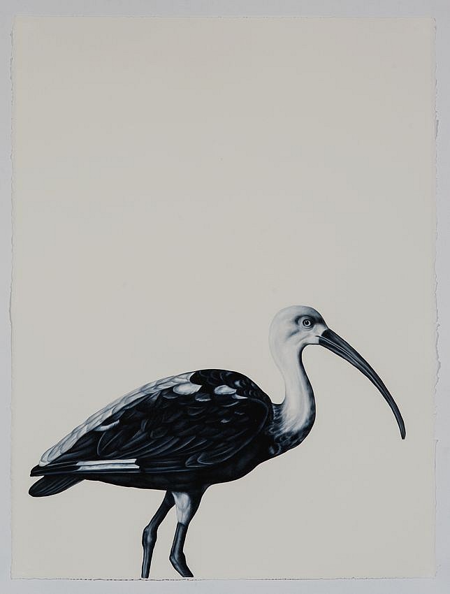 Shelley Reed (LA)
Scarlet Ibis (after Werner), 2016
REE133
oil on paper, 30 x 22.5 inches