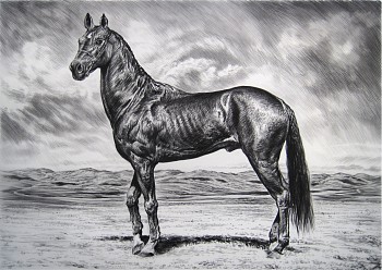 Work: Akhal Teke III, 2016 charcoal on vellum 45 x 62 inch paper / 49 x 65 inches framed shaef041