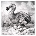 Rick Shaefer, Dodo
2016, charcoal on vellum