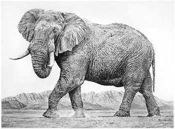 Work: Elephant II, 2016 charcoal on vellum 45 x 65 inches shaef044