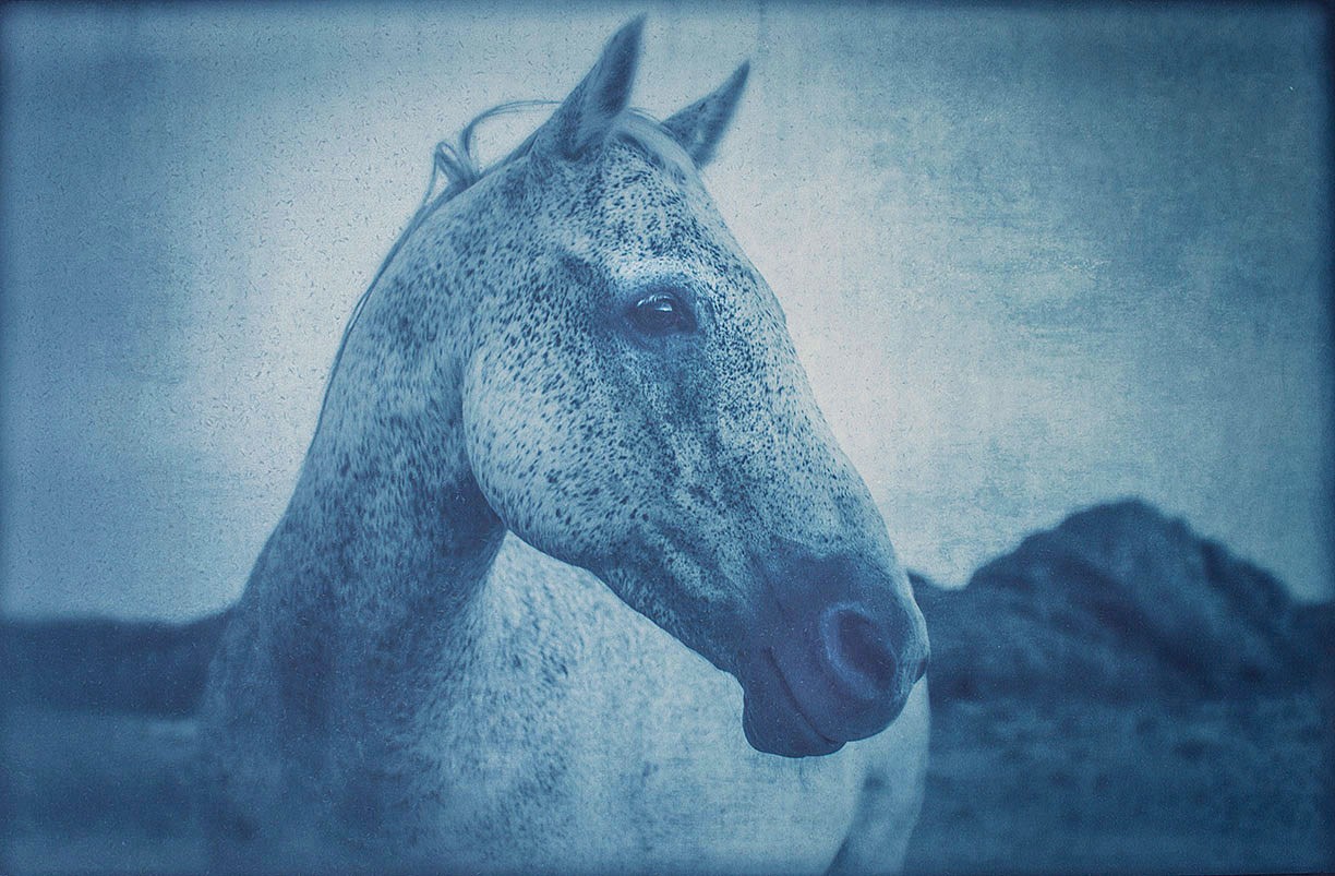 Thomas Hager
Horse Portrait 1, 2/12, 2014
HAG536
cyanotype, 24 x 37 1/2 inches full bleed
