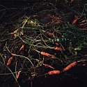 Jason Frank Rothenberg (LA), Carrots, Edition of 8
2014, c-print