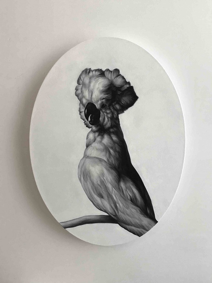 Shelley Reed (LA)
Cockatoo (after Weenix), 2017
REE155
oil on canvas, 24 x 18 inch oval