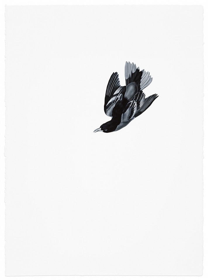 Shelley Reed (LA)
Oriole (after Audubon), 2017
REE160
oil on paper, 30 x 22 inches