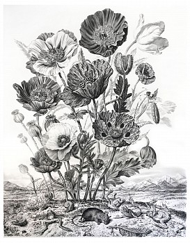 Work: Untitled #4 (The Parson's Tale), 2018 charcoal on vellum mounted on aluminum 61 x 48 inches, 63 x 50 inches framed shaef065