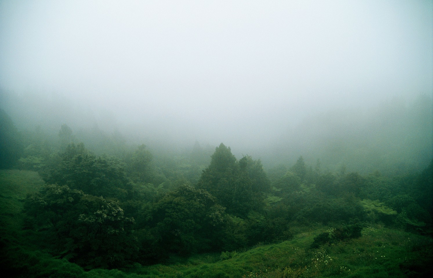 Jason Frank Rothenberg
Misty, Edition of 8, 2014
JFR021
archival pigment print, 36 x 56 inches, 41 x 61 inches framed