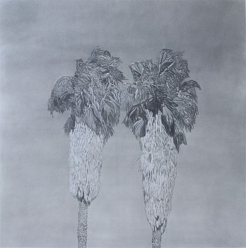 Clay Wagstaff (LA) - Palm No. 20, 2019 graphite on arches cover paper 43 x 43 in. WAG371