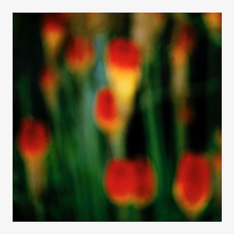 John Huggins
Flora #9, ed. of 23, 2019
HUGG400
pigment print, 36 x 36 inch paper / 32 x 32 inch image, ed. of 23 | 53 x 53 inch paper, ed. of 7
2/23