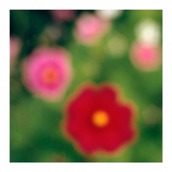 John Huggins -&nbsp;Flora #7, ed. of 23, 2019 pigment print 36 x 36 inch paper / 32 x 32 inch image, ed. of 23 | 53 x 53 inch paper, ed. of 7 HUGG399a