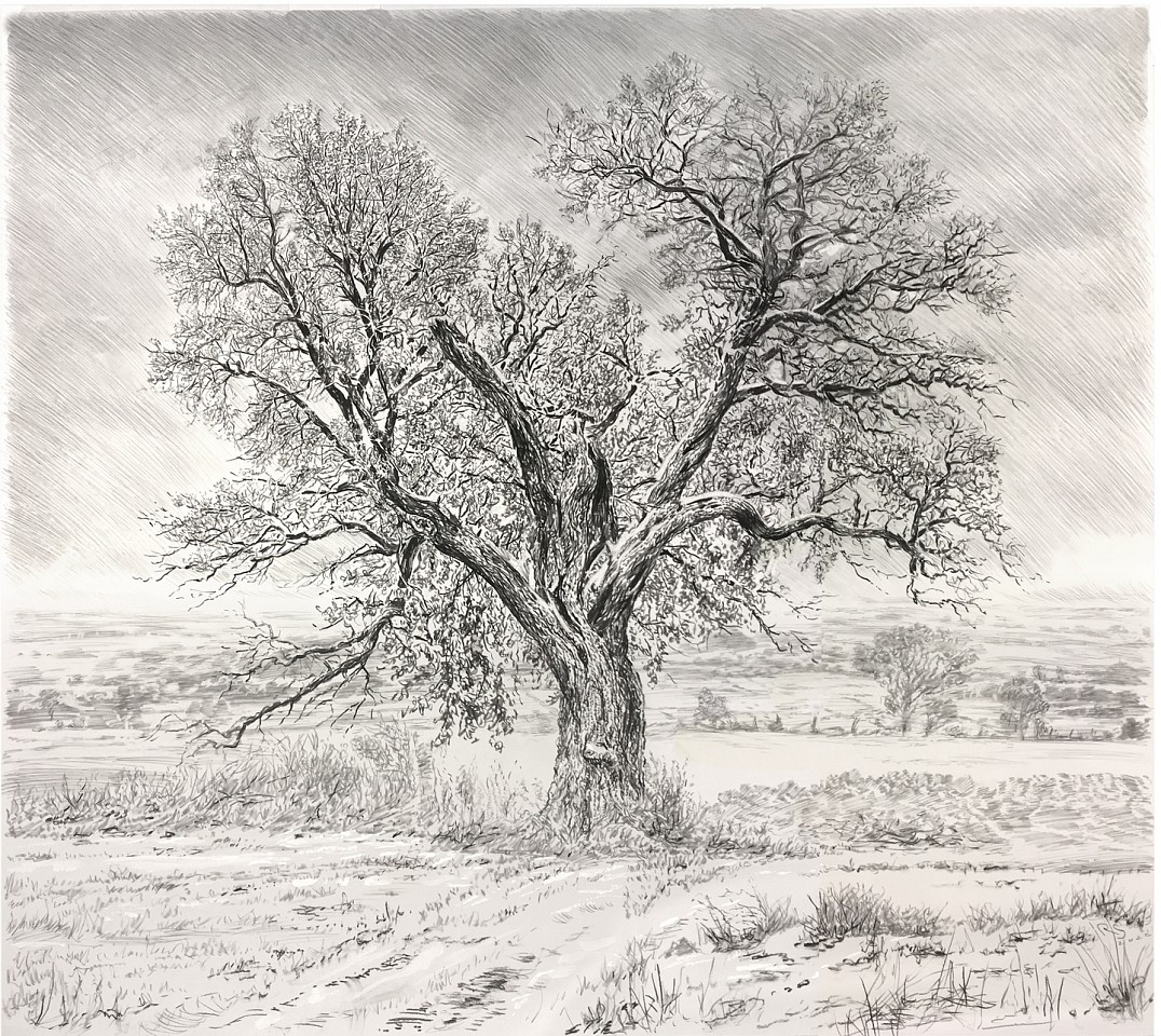 Rick Shaefer (LA)
Lone Oak in Snowy Fields, 2020
shaef073
charcoal on vellum with heightening, 42 x 48 inches